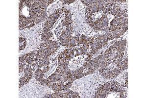 IHC analysis of COX6B1 using anti-COX6B1 antibody (ABIN7603206).