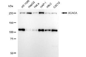Western blotting analysis using ACACA antibody (ABIN7797442).