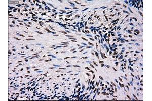 Immunohistochemical staining of paraffin-embedded pancreas tissue using anti-MRI1mouse monoclonal antibody.