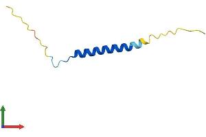 AlphaFold protein structure predicition of Human Recombinant FXYD2 Protein, UniprotID P54710