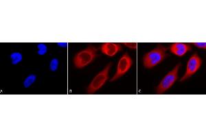 Immunocytochemistry/Immunofluorescence analysis using Rabbit Anti-Hsp90 beta Polyclonal Antibody (ABIN361850 and ABIN361849).