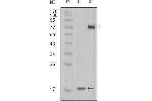 Western Blotting (WB) image for anti-serine/threonine/tyrosine Kinase 1 (STYK1) (truncated) antibody (ABIN2464109) (STYK1 抗体  (truncated))