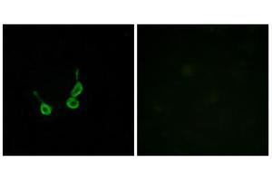 Immunofluorescence analysis of HepG2 cells, using GPR150 antibody. (GPR150 抗体  (C-Term))