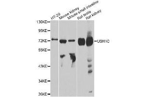 Western blot analysis of extracts of various cell lines, using USH1C antibody. (USH1C 抗体  (AA 1-100))