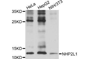 Western blot analysis of extracts of various cell lines, using NHP2L1 antibody (ABIN5973520) at 1/1000 dilution. (NHP2L1 抗体)