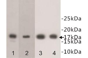 Western Blotting (WB) image for anti-Histone Cluster 1, H3f (HIST1H3F) (meLys4) antibody (ABIN1854944) (HIST1H3F 抗体  (meLys4))