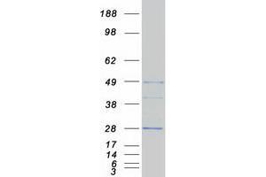 Western Blotting (WB) image for Egl-9 Family Hypoxia Inducible Factor 3 (EGLN3) protein (Myc-DYKDDDDK Tag) (ABIN2720029)