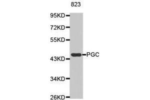 Western Blotting (WB) image for anti-Pepsinogen C (PGC) antibody (ABIN1874107) (PGC 抗体)
