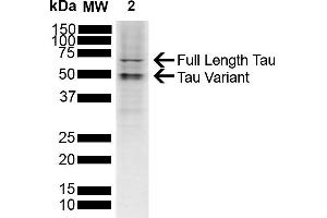 Western blot analysis of SH-SY5Y showing detection of ~45. (tau 抗体  (Biotin))