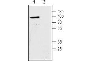 Western blot analysis of human Colo-205 colorectal carcinoma cell lysates: - 1. (SLC9A2 抗体  (C-Term, Intracellular))