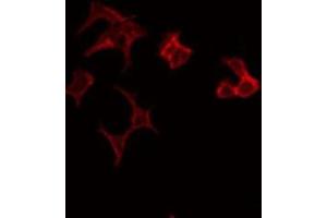 ABIN6275624 staining HeLa by IF/ICC. (CCT7 抗体  (Internal Region))