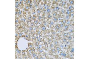 Immunohistochemistry of paraffin-embedded mouse liver using COX6A1 antibody. (COX6A1 抗体  (AA 25-109))