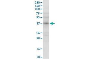 NMI MaxPab rabbit polyclonal antibody. (NMI 抗体  (AA 1-307))
