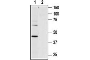 Western blot analysis of rat heart membranes: - 1. (P2RY6 抗体  (C-Term, Intracellular))