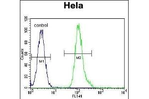 VIME Antibody (ABIN652639 and ABIN2842429) flow cytometric analysis of Hela cells (right histogram) compared to a negative control cell (left histogram). (Vimentin 抗体)