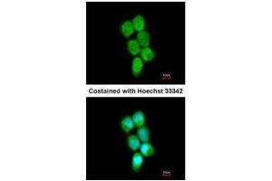 Immunofluorescence (IF) image for anti-Poly(rC) Binding Protein 2 (PCBP2) antibody (ABIN2856965)
