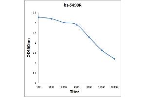 Antigen: 0. (MST1R 抗体  (pTyr1238))