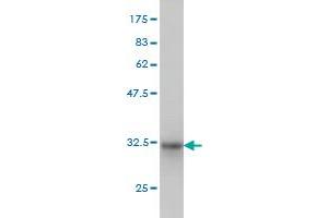 Western Blotting (WB) image for anti-Angiotensin II Receptor-Associated Protein (AGTRAP) (AA 108-159) antibody (ABIN566082)