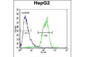 Flow cytometric analysis of HepG2 cells (right histogram) compared to a negative control cell (left histogram). (ACOT11 抗体  (C-Term))