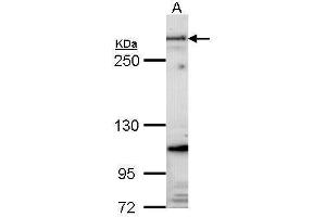 WB Image Sample (30 ug of whole cell lysate) A: Hela 5% SDS PAGE Fibrillin-1 antibody antibody diluted at 1:1000 (Fibrillin 1 抗体  (C-Term))