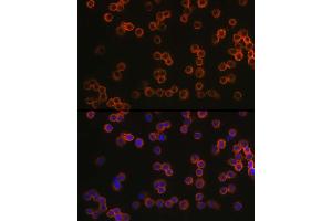 Immunofluorescence analysis of R. (TLR4 抗体  (AA 500-600))