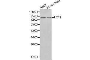 Western blot analysis of extracts of various cell lines, using LRP1 antibody. (LRP1 抗体  (AA 20-270))