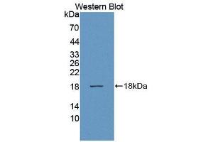 Western blot analysis of the recombinant protein.