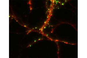 Immunostaining of a hippocampus neuron with anti-CASKIN 1 (dilution 1 : 2000; red) and fluorescence-labeled anti-synapsin (C3, dilution 1 : 500, green). (CASKIN1 抗体  (AA 1416-1430))