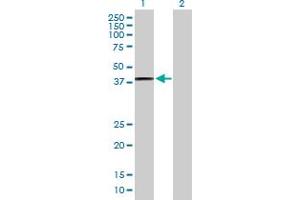 Western Blotting (WB) image for anti-Prostaglandin E Synthase 2 (PTGES2) (AA 1-377) antibody (ABIN529189)