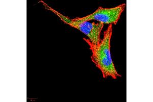 Immunofluorescence analysis of A549 cells using CSF3 mouse mAb (green). (G-CSF 抗体  (AA 1-207))