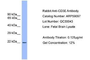 WB Suggested Anti-CD3E  Antibody Titration: 0. (CD3 epsilon 抗体  (Middle Region))