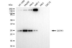 anti-Glutathione S-Transferase kappa 1 (GSTK1) antibody