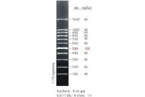 Agarose Gel Electrophoresis (AGE) image for 100bp DNA Ladder (ABIN1540468)