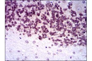 Image no. 4 for anti-Nuclear Receptor Subfamily 6, Group A, Member 1 (NR6A1) antibody (ABIN1491624)