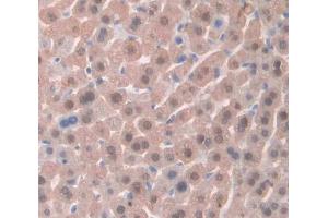 IHC-P analysis of Kidney tissue, with DAB staining. (TSC22D3 抗体  (AA 1-137))