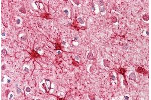 Image no. 2 for anti-Glutamate Dehydrogenase 1 (GLUD1) (AA 93-107) antibody (ABIN1496046) (GLUD1 抗体  (AA 93-107))