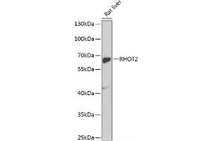Western blot analysis of extracts of Rat liver using RHOT2 Polyclonal Antibody at dilution of 1:1000. (RHOT2 抗体)
