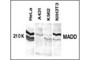 Western blot analysis of MADD in whole cell lysates from the indicated cell lines with MAAP30529PU-N at 1:250 dilution. (MADD 抗体  (C-Term))