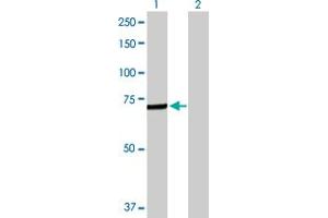 Western Blot analysis of C4BPA expression in transfected 293T cell line by C4BPA MaxPab polyclonal antibody. (C4BPA 抗体  (AA 1-597))
