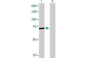 Western Blot analysis of C4BPA expression in transfected 293T cell line by C4BPA MaxPab polyclonal antibody.