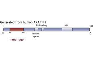 Image no. 3 for anti-A Kinase (PRKA) Anchor Protein 1 (AKAP1) (AA 66-212) antibody (ABIN968136) (AKAP1 抗体  (AA 66-212))