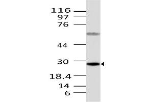 Image no. 1 for anti-Caspase 12 (Gene/pseudogene) (CASP12) (AA 100-321) antibody (ABIN5027075) (Caspase 12 抗体  (AA 100-321))