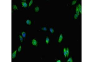 Immunofluorescence (IF) image for anti-IKAROS Family Zinc Finger 1 (Ikaros) (IKZF1) (AA 1-265) antibody (ABIN7150361)