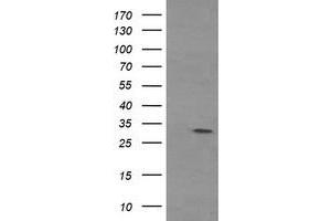 Image no. 1 for anti-Tryptase gamma 1 (TPSG1) (AA 20-283) antibody (ABIN1491160) (TPSG1 抗体  (AA 20-283))