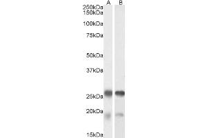 ABIN571099 (0. (Tppp 抗体  (Internal Region))