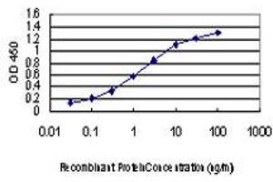 Detection limit for recombinant GST tagged PAK1 is approximately 0. (PAK1 抗体  (AA 191-280))
