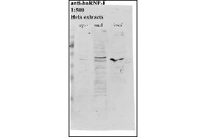 Western Blotting (WB) image for anti-Heterogeneous Nuclear Ribonucleoprotein F (HNRNPF) antibody (ABIN108581) (HNRNPF 抗体)