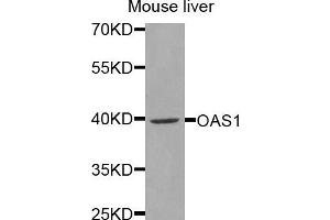 Western blot analysis of extracts of mouse liver, using OAS1 antibody (ABIN5971361) at 1/1000 dilution. (OAS1 抗体)