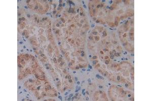 Used in DAB staining on fromalin fixed paraffin- embedded kidney tissue (IVD 抗体  (AA 1-235))