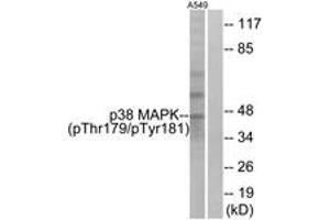 Western blot analysis of extracts from A549 cells treated with etoposide 25uM 24hours, using p38 MAPK (Phospho-Thr179+Tyr181) Antibody. (MAPK14 抗体  (pThr179))